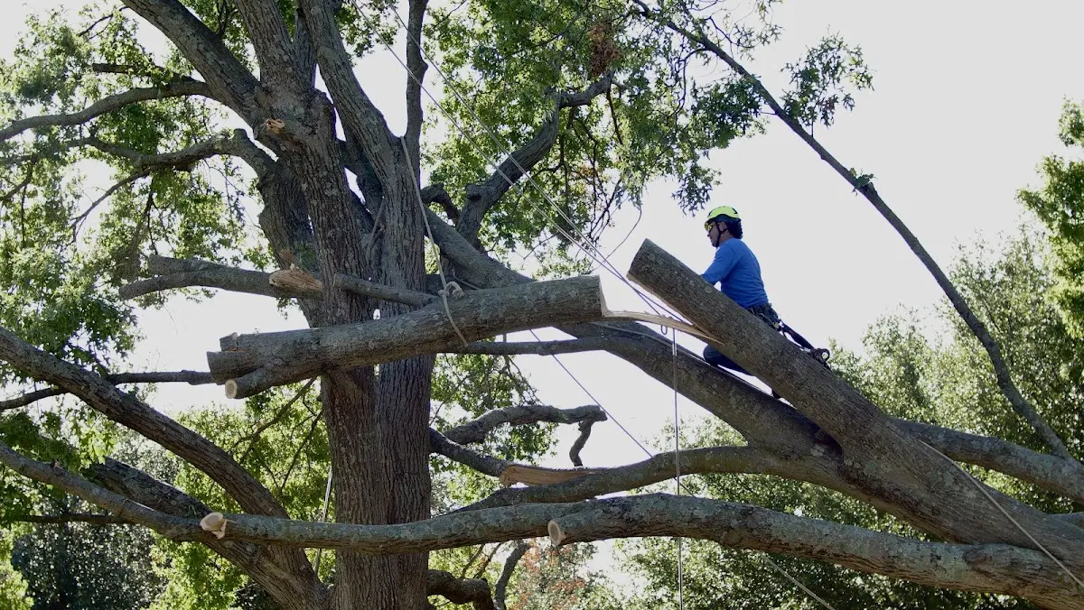 Professional Hazardous Tree Removal performed by certified arborists in Collyer