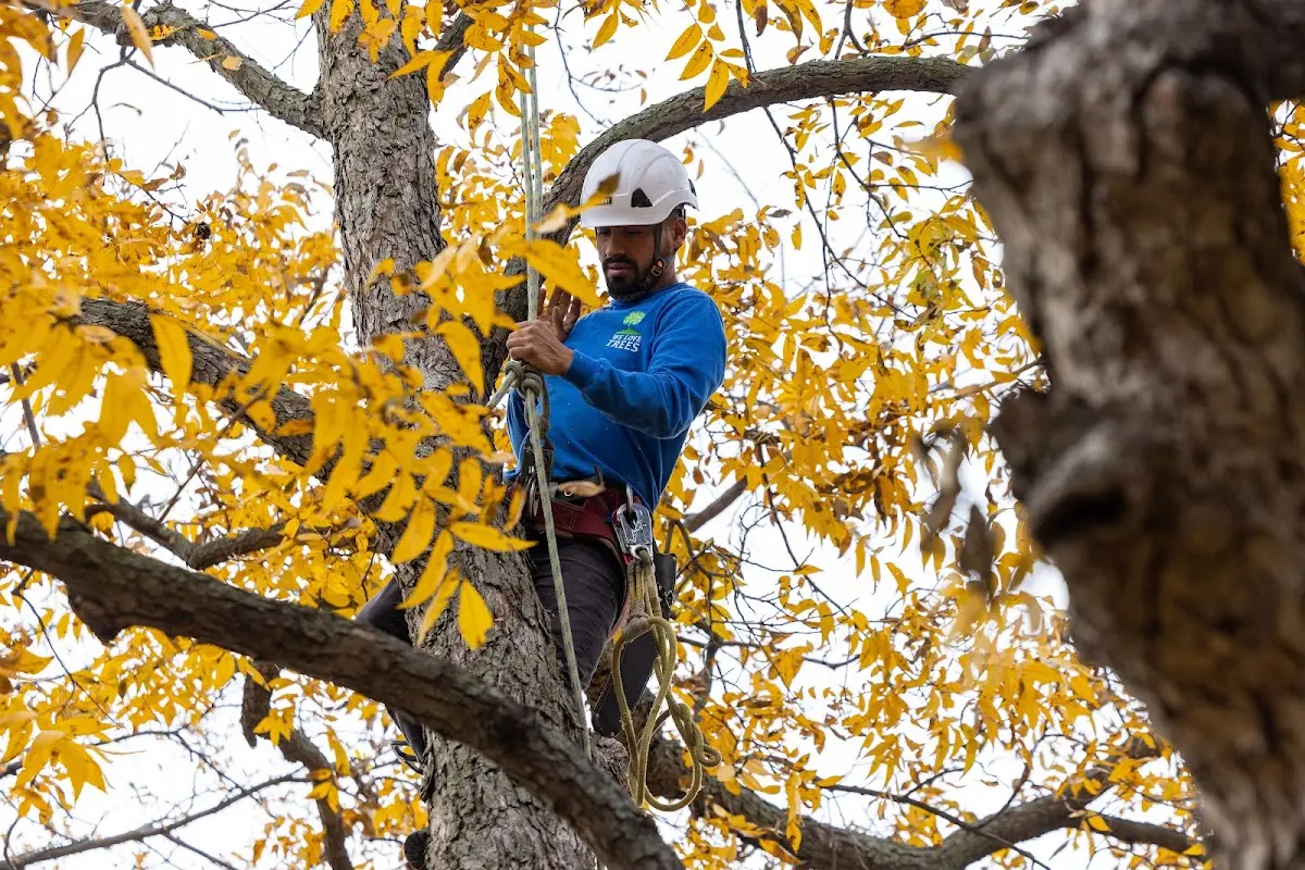 Skilled Tree Transplanting crew working in Collyer